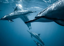 柬媒：柬埔寨国王西哈莫尼和太后莫尼列将访华